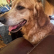 Thalia a rejoint le concours — aidez-le/la à gagner de superbes lots ! dog, golden_retriever, pet, animal, close_up, portrait, fluffy, golden_fur, long_ears, brown_eyes, open_mouth, tongue, panting, happy, sitting, indoor, home, leather_chair, furniture, cluttered_background