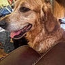 dog, golden_retriever, pet, animal, close_up, portrait, fluffy, golden_fur, long_ears, brown_eyes, open_mouth, tongue, panting, happy, sitting, indoor, home, leather_chair, furniture, cluttered_background