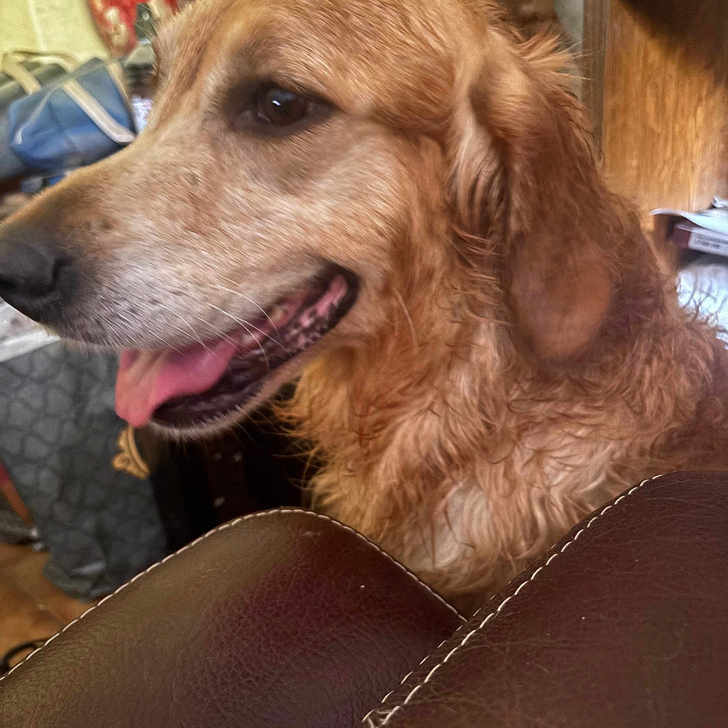 Thalia a rejoint le concours — aidez-le/la à gagner de superbes lots ! dog, golden_retriever, pet, animal, close_up, portrait, fluffy, golden_fur, long_ears, brown_eyes, open_mouth, tongue, panting, happy, sitting, indoor, home, leather_chair, furniture, cluttered_background