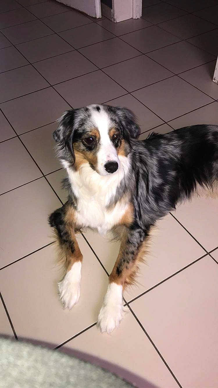 Mia participe au concours pour gagner de l'argent avec cette photo : border_collie, canidae, carnivore, companion_dog, dog, dog_breed, fur, herding_dog, snout, sporting_group, whiskers, working_animal, working_dog