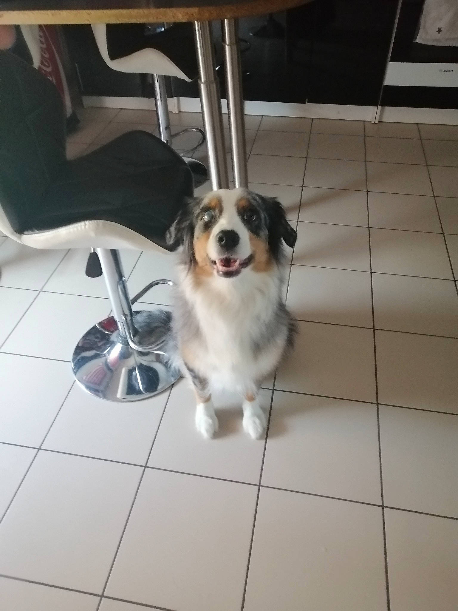 Mia participe au concours pour gagner de l'argent avec cette photo : canidae, carnivore, chair, collar, companion_dog, dog, dog_breed, dog_supply, floor, flooring, fur, hardwood, leash, metal, paw, pet_supply, tile, tile_flooring, toy_dog, working_dog