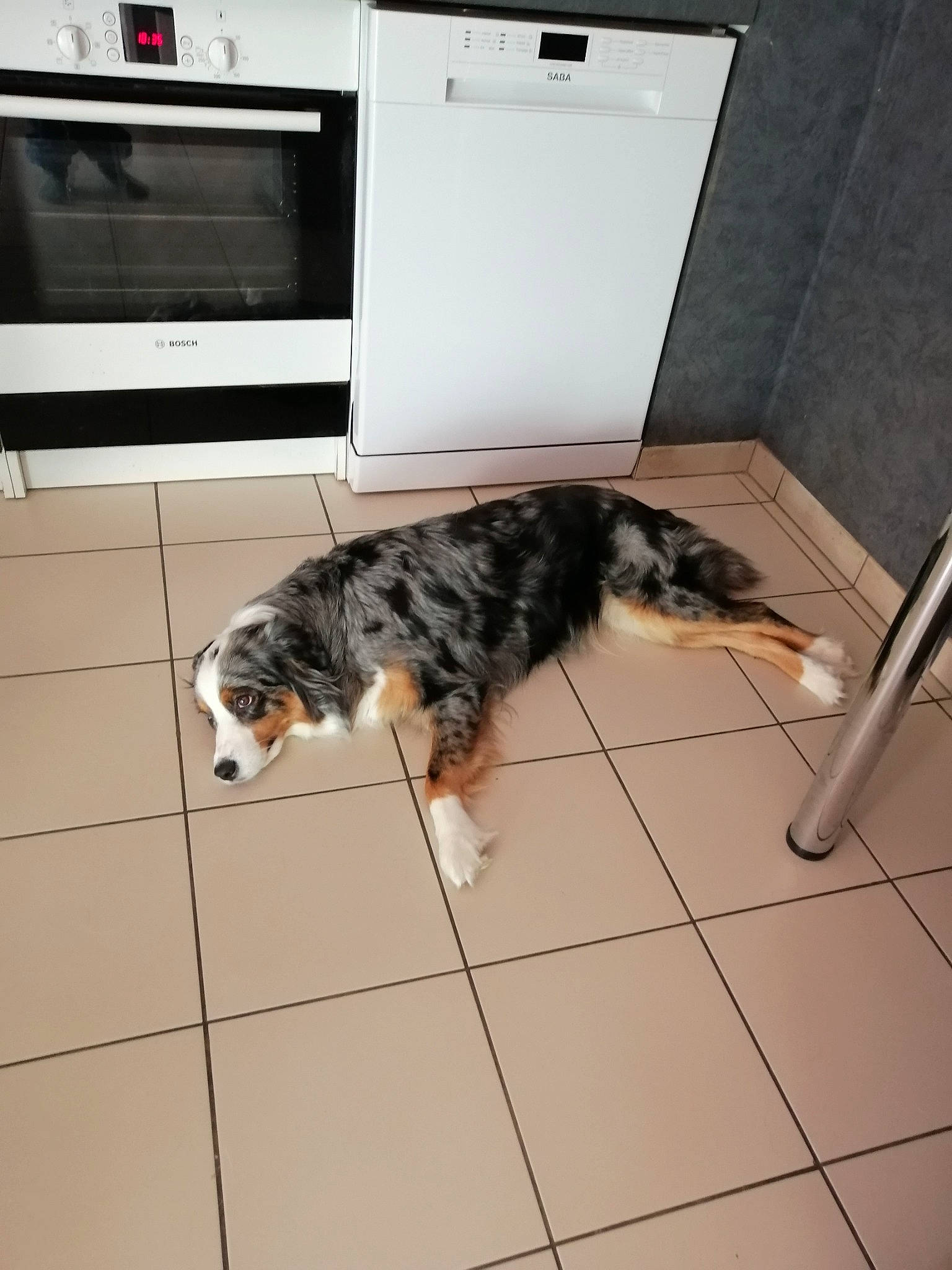 Mia participe au concours pour gagner de l'argent avec cette photo : carnivore, companion_dog, dog, dog_breed, floor, flooring, fur, gas, hardwood, home_appliance, kitchen_appliance, major_appliance, mammal, pet_supply, room, sporting_group, tail, tile, tile_flooring