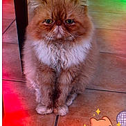 Lion participe au concours pour gagner de l'argent avec cette photo : cat, fluffy, orange_cat, white_fur, grumpy_face, indoor, tile_floor, pet, animal, cute, sitting, whiskers, ears, paws, fur, floor_tiles, light_effects, animated_sticker, cartoon_cat, displeased