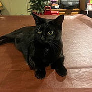 Wednesday joined the competition — help win amazing prizes! animal, background, black_cat, brown_surface, cat, curious, domestic_cat, ears, eyes, furniture, home, indoor, lying_down, mammal, pet, plant, relaxed, table, whiskers, wood