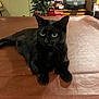 animal, background, black_cat, brown_surface, cat, curious, domestic_cat, ears, eyes, furniture, home, indoor, lying_down, mammal, pet, plant, relaxed, table, whiskers, wood