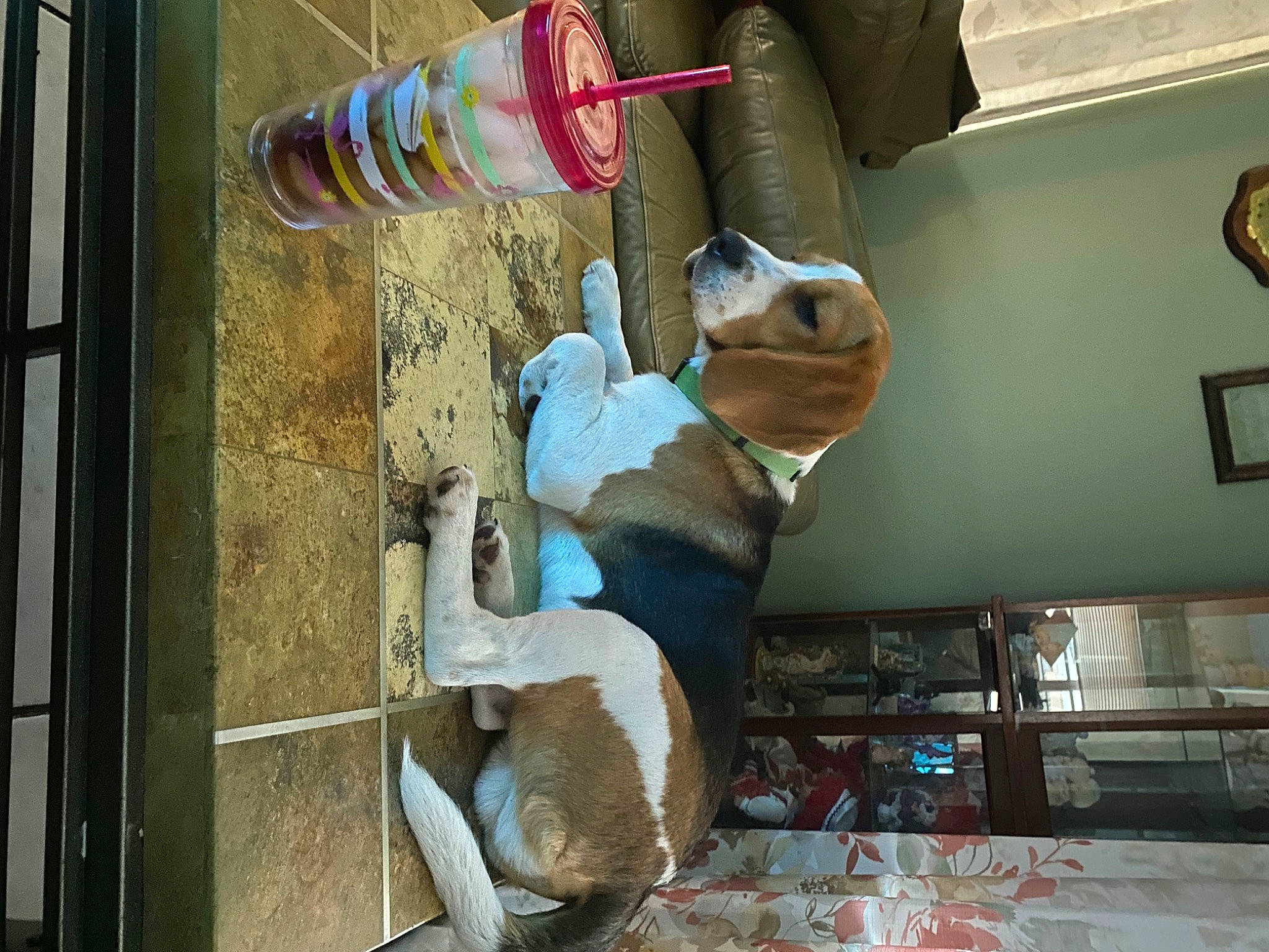 Colt joined the competition — help win amazing prizes! art, carmine, denim, flag_of_the_united_states, foot, fur, hat, human_leg, knee, leg, machine, picture_frame, room, sculpture, snapshot, thigh, white, wood