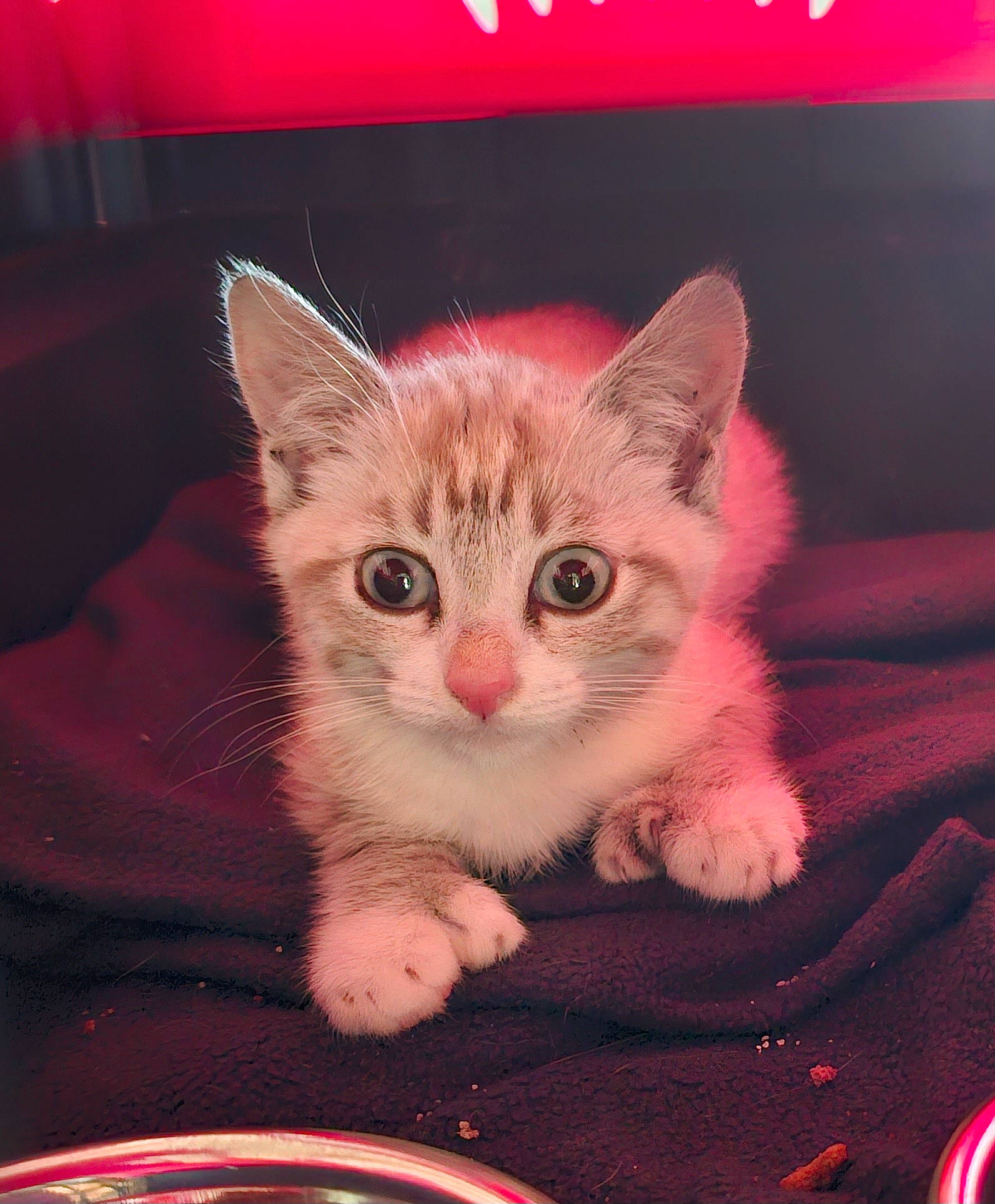 Aurora Grace is registered to the contest to win money with this photo: art, carnivore, cat, cat_supply, domestic_short_haired_cat, fawn, felidae, font, fur, magenta, paw, pet_supply, photo_caption, pink, rectangle, small_to_medium_sized_cats, snout, tail, whiskers