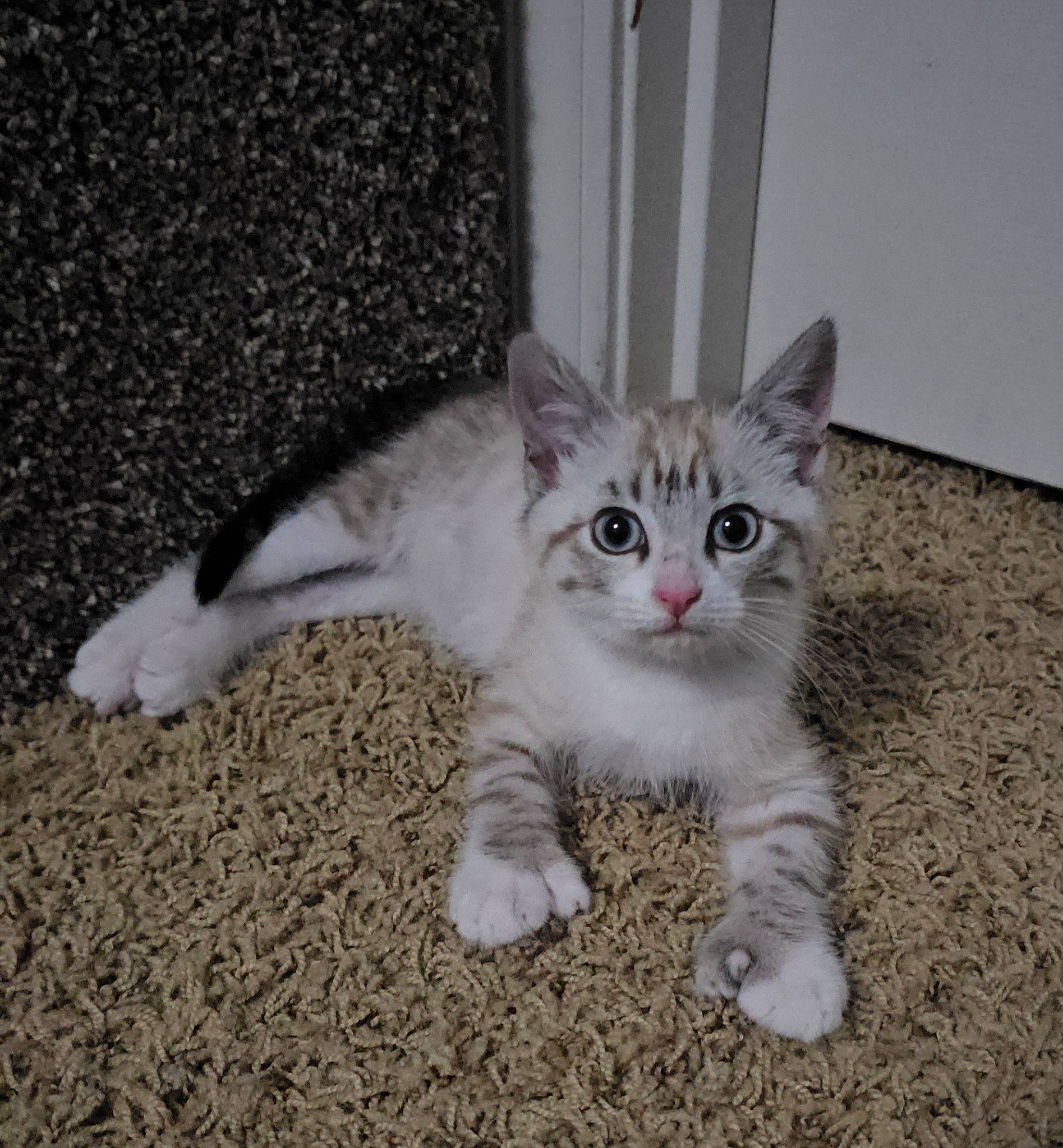 Aurora Grace joined the competition — help win amazing prizes! carnivore, cat, domestic_short_haired_cat, door, felidae, fur, paw, small_to_medium_sized_cats, snout, tail, terrestrial_animal, whiskers, window