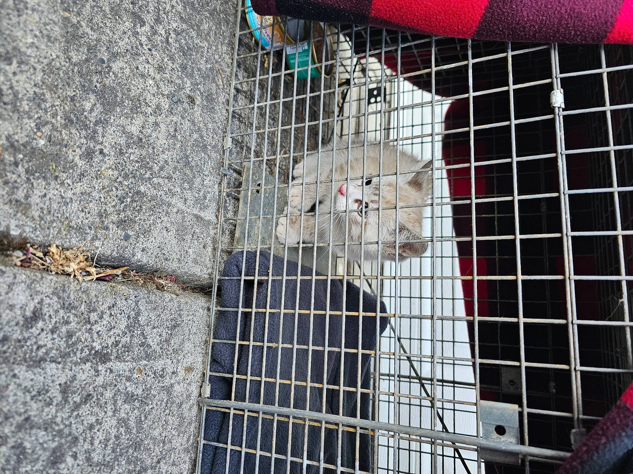 Aurora Grace joined the competition — help win amazing prizes! animal_shelter, cage, canidae, chain_link_fencing, composite_material, concrete, dog_supply, fur, mammal, mesh, metal, net, pattern, pet_supply, service, sporting_group, terrestrial_animal, wire, wire_fencing