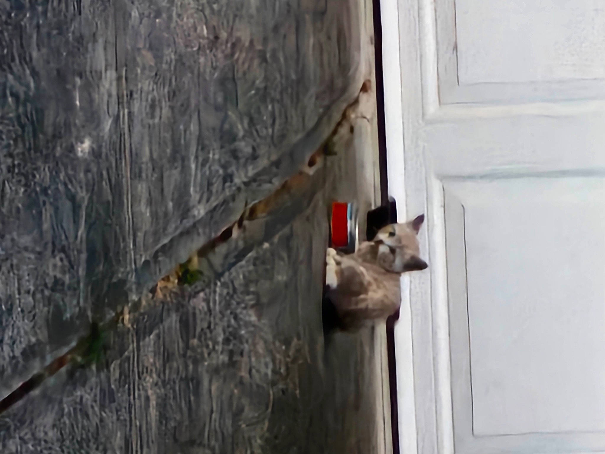 Aurora Grace is registered to the contest to win money with this photo: building, carnivore, concrete, dog, dog_breed, door, facade, fawn, flooring, grey, hardwood, home_door, room, tail, window, wood