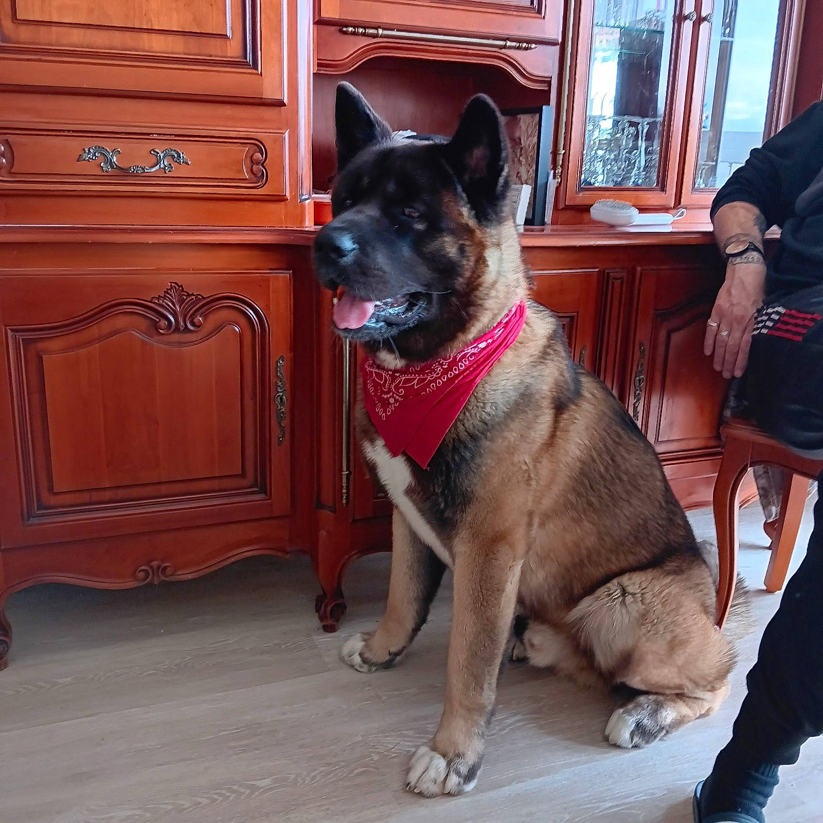 Shanghai a rejoint le concours — aidez-le/la à gagner de superbes lots ! cabinetry, carnivore, collar, companion_dog, dog, dog_breed, dog_collar, dog_supply, door, drawer, dresser, fawn, flooring, hardwood, home_door, luggage_and_bags, snout, window, wood, working_animal