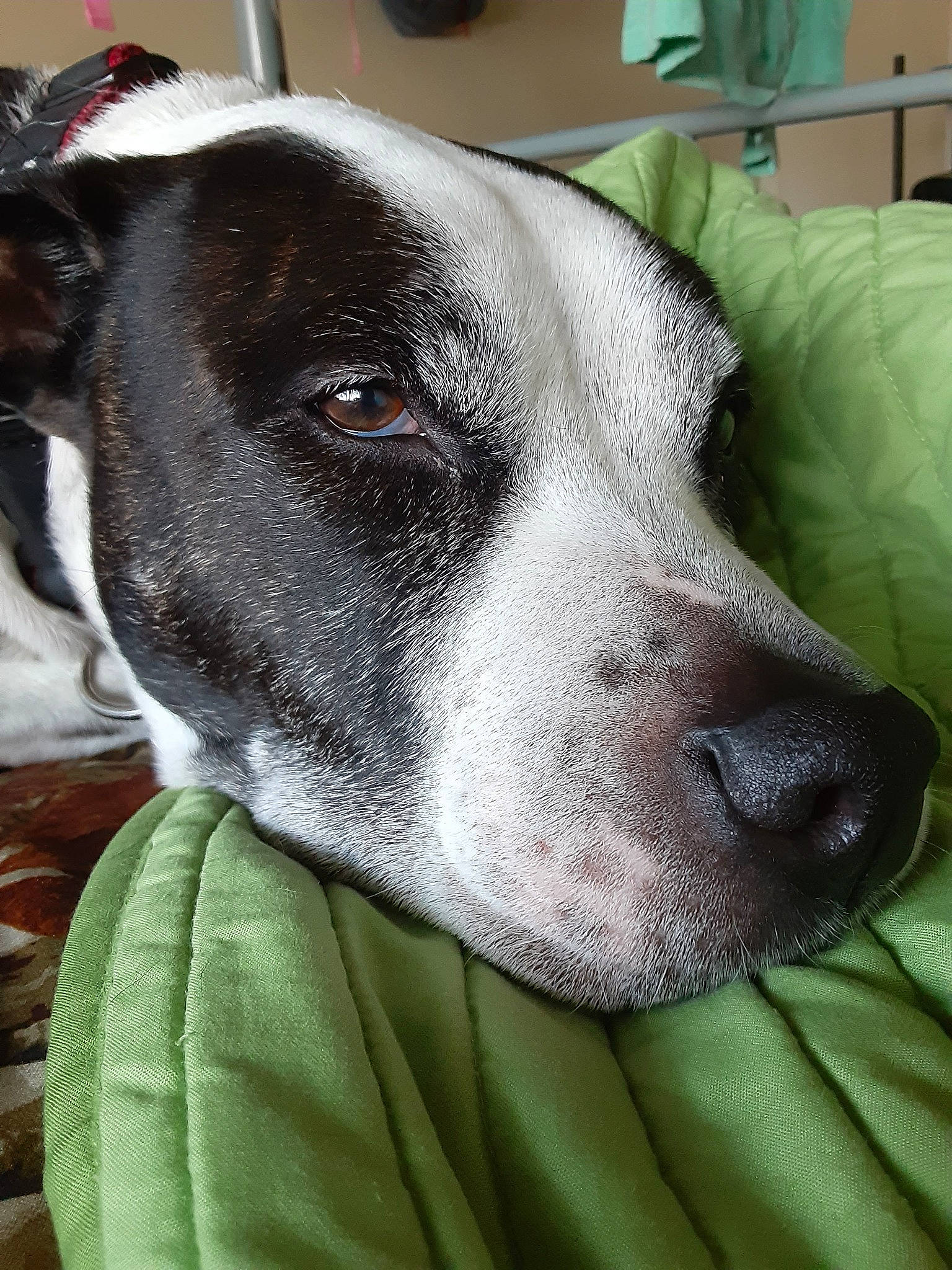 Poseidon is registered to the contest to win money with this photo: american_pit_bull_terrier, american_staffordshire_terrier, canidae, carnivore, dog, dog_breed, ear, mammal, non_sporting_group, nose, pointer, snout, sporting_group, vertebrate, whiskers