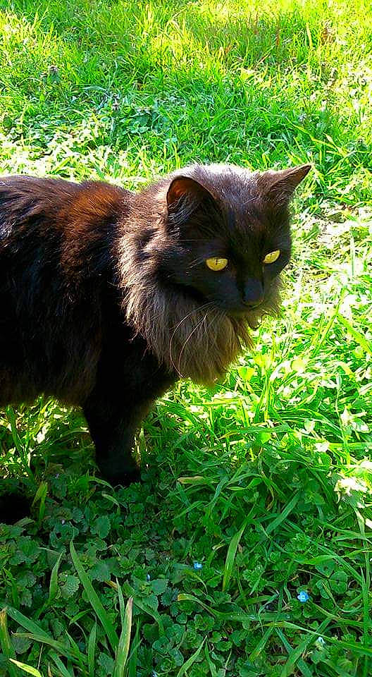 Cocktail a rejoint le concours — aidez-le/la à gagner de superbes lots ! black_cat, bombay, carnivore, cat, domestic_short_haired_cat, felidae, fur, grass, groundcover, herbaceous_plant, liver, plant, shrub, small_to_medium_sized_cats, snout, tail, terrestrial_animal, whiskers, wildlife