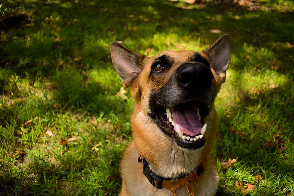 Rika is registered to the contest to win money with this photo: belgian_shepherd, belgian_shepherd_malinois, canidae, carnivore, dog, dog_breed, east_european_shepherd, fawn, german_shepherd_dog, grass, king_shepherd, kunming_wolfdog, mammal, old_german_shepherd_dog, police_dog, rare_breed_dog, shiloh_shepherd_dog, snout, vertebrate, working_dog