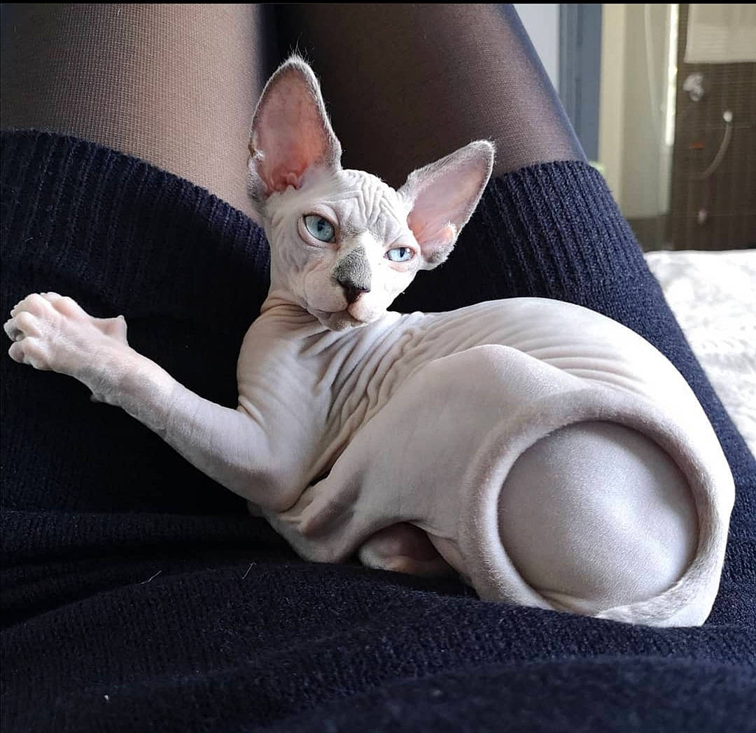 Elfie a rejoint le concours — aidez-le/la à gagner de superbes lots ! carnivore, cat, claw, comfort, cornish_rex, devon_rex, domestic_short_haired_cat, donskoy, fawn, felidae, oriental_shorthair, paw, peterbald, rex_cat, small_to_medium_sized_cats, snout, sphynx, terrestrial_animal, vertebrate, whiskers