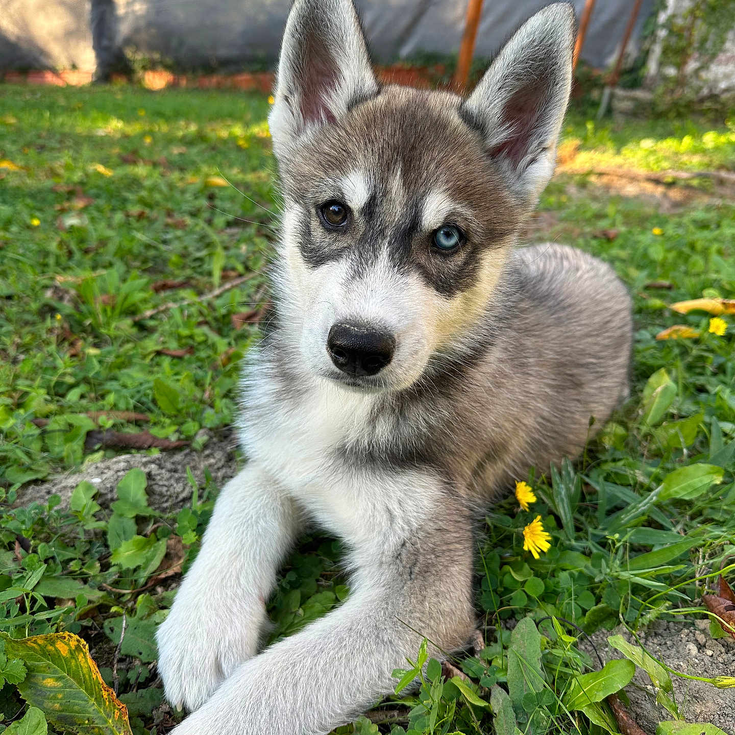 Silver participe au concours pour gagner de l'argent avec cette photo : canine, closeup, curious, dog, ears, eyes, flowers, fur, grass, greenery, heterochromia, husky, laying_down, nature, outdoor, paw, pet, puppy, snout, young_animal