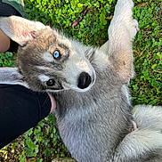 Silver participe au concours pour gagner de l'argent avec cette photo : husky, puppy, dog, blue_eyes, grass, clover, person, sock, shoe, outdoor, pet, animal, cute, fur, laying_down, nature, closeup, young, resting, affection