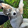 husky, puppy, dog, blue_eyes, grass, clover, person, sock, shoe, outdoor, pet, animal, cute, fur, laying_down, nature, closeup, young, resting, affection