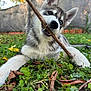 Silver a rejoint le concours — aidez-le/la à gagner de superbes lots ! dog, puppy, husky, blue_eyes, stick, grass, leaves, outdoor, playful, animal, pet, nature, canine, young_dog, chewing, fur, ears, snout, close_up, background_blur