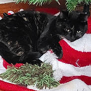 Paris is registered to the contest to win money with this photo: cat, black_cat, christmas_tree, tree_skirt, holiday_lights, knitted, red_and_white, floor, wood_floor, festive, decorations, pet, animal, indoor, cozy, relaxed, holiday, christmas, pine_tree, greenery