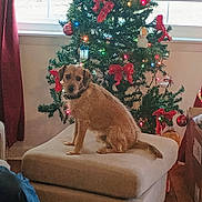 Buddy joined the competition — help win amazing prizes! dog, christmas_tree, red_bow, lights, ottoman, indoor, wood_floor, window, curtain, person, jeans, black_shoes, holiday, decorations, pet, furniture, festive, seated, brown_dog, cozy