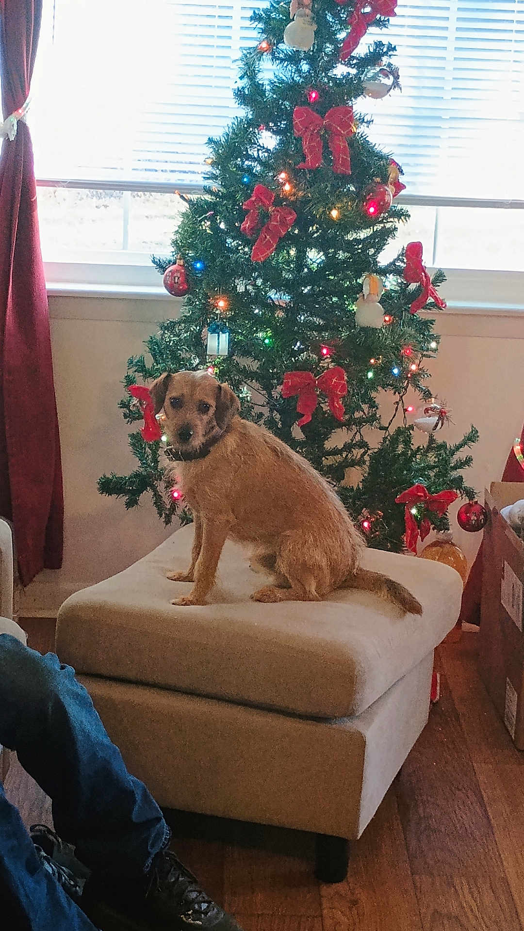Buddy joined the competition — help win amazing prizes! dog, christmas_tree, red_bow, lights, ottoman, indoor, wood_floor, window, curtain, person, jeans, black_shoes, holiday, decorations, pet, furniture, festive, seated, brown_dog, cozy
