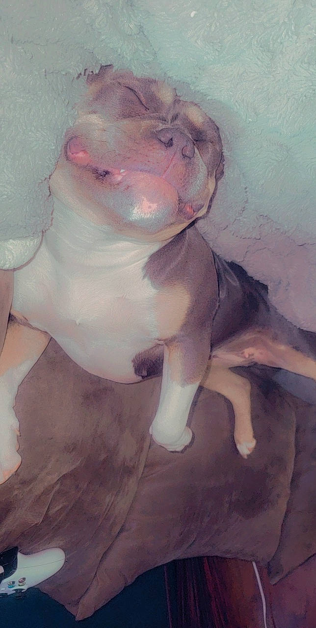 Skye is registered to the contest to win money with this photo: art, canidae, carnivore, chest, companion_dog, dog, dog_breed, fawn, flesh, fur, jaw, non_sporting_group, snout, sporting_group, tail, visual_arts, working_animal