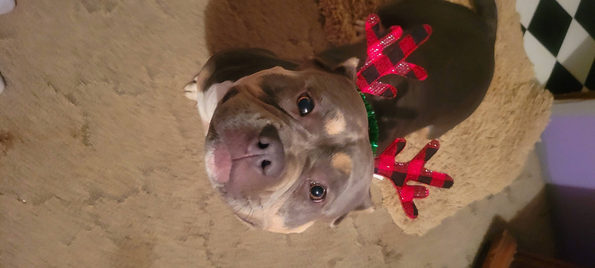 Skye joined the competition — help win amazing prizes! canidae, carmine, carnivore, collar, dog, dog_breed, dog_collar, fashion_accessory, fawn, liver, non_sporting_group, snout, sporting_group, terrestrial_animal, working_animal