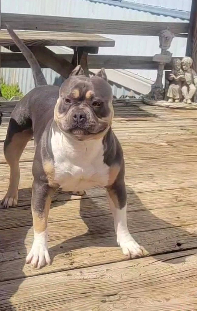 Skye joined the competition — help win amazing prizes! boston_terrier, bulldog, carnivore, collar, companion_dog, dog, dog_breed, dog_collar, fawn, flooring, hardwood, liver, molosser, plant, sporting_group, tail, whiskers, wood, working_animal, wrinkle