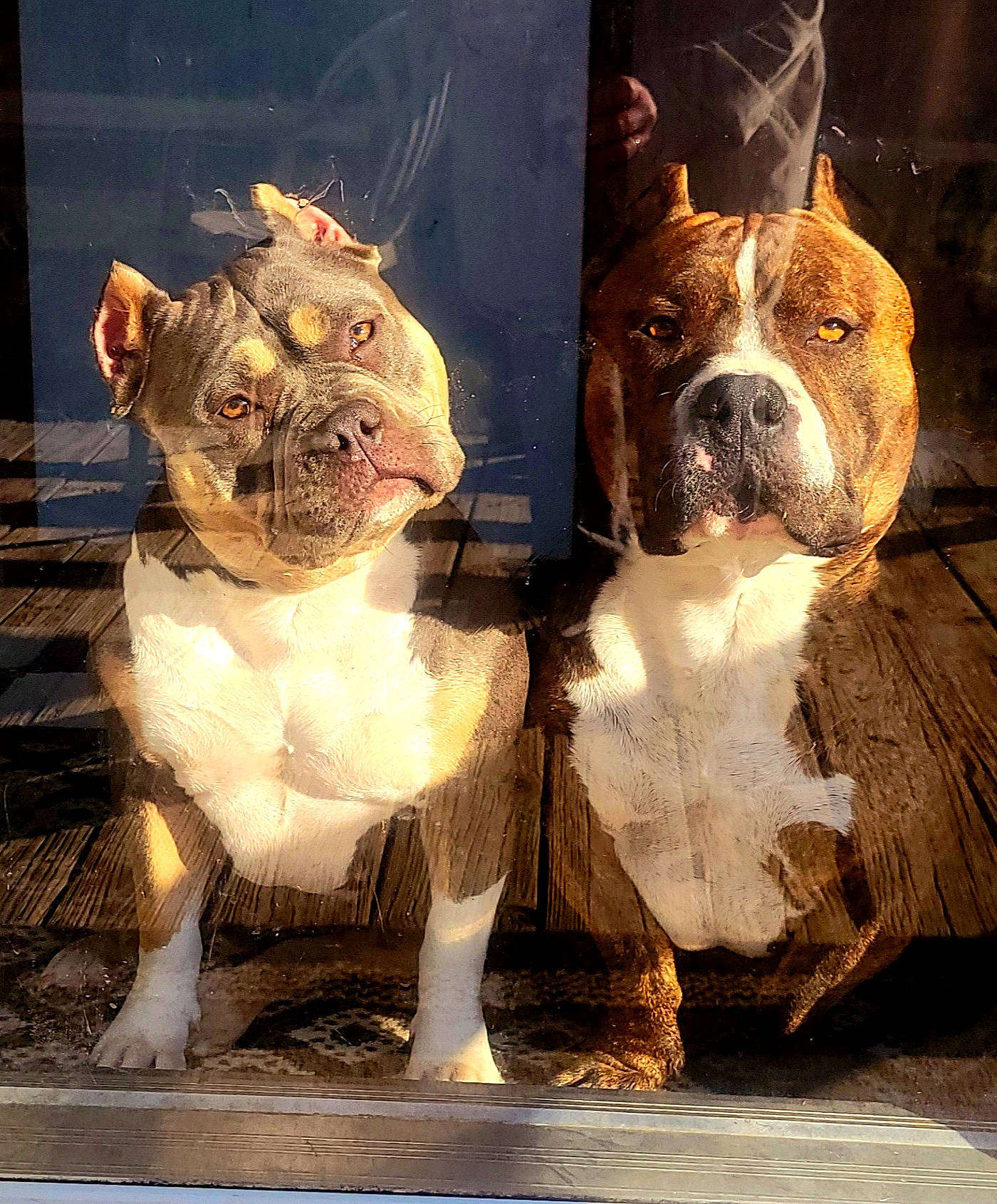 Skye is registered to the contest to win money with this photo: art, bulldog, canidae, carnivore, companion_dog, dog, dog_breed, door, drawing, fawn, fur, illustration, painting, snout, sporting_group, terrestrial_animal, visual_arts, whiskers, window, working_animal