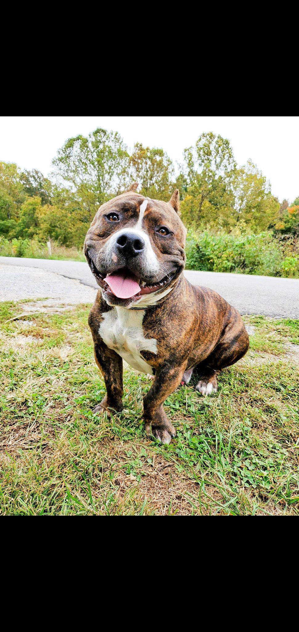 Flex joined the competition — help win amazing prizes! adventure, bulldog, canidae, carnivore, companion_dog, dog, dog_breed, dog_collar, grass, hunting_dog, liver, molosser, non_sporting_group, plant, sky, snout, terrestrial_animal, tree, whiskers, working_dog