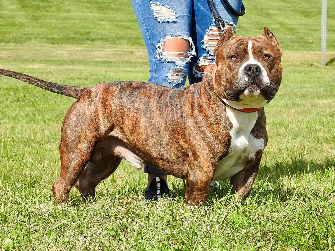 Flex is registered to the contest to win money with this photo: ancient_dog_breeds, bulldog, canidae, carnivore, collar, companion_dog, dog, dog_breed, dog_collar, dog_supply, fawn, grass, hunting_dog, leash, liver, molosser, non_sporting_group, snout, sporting_group, working_dog