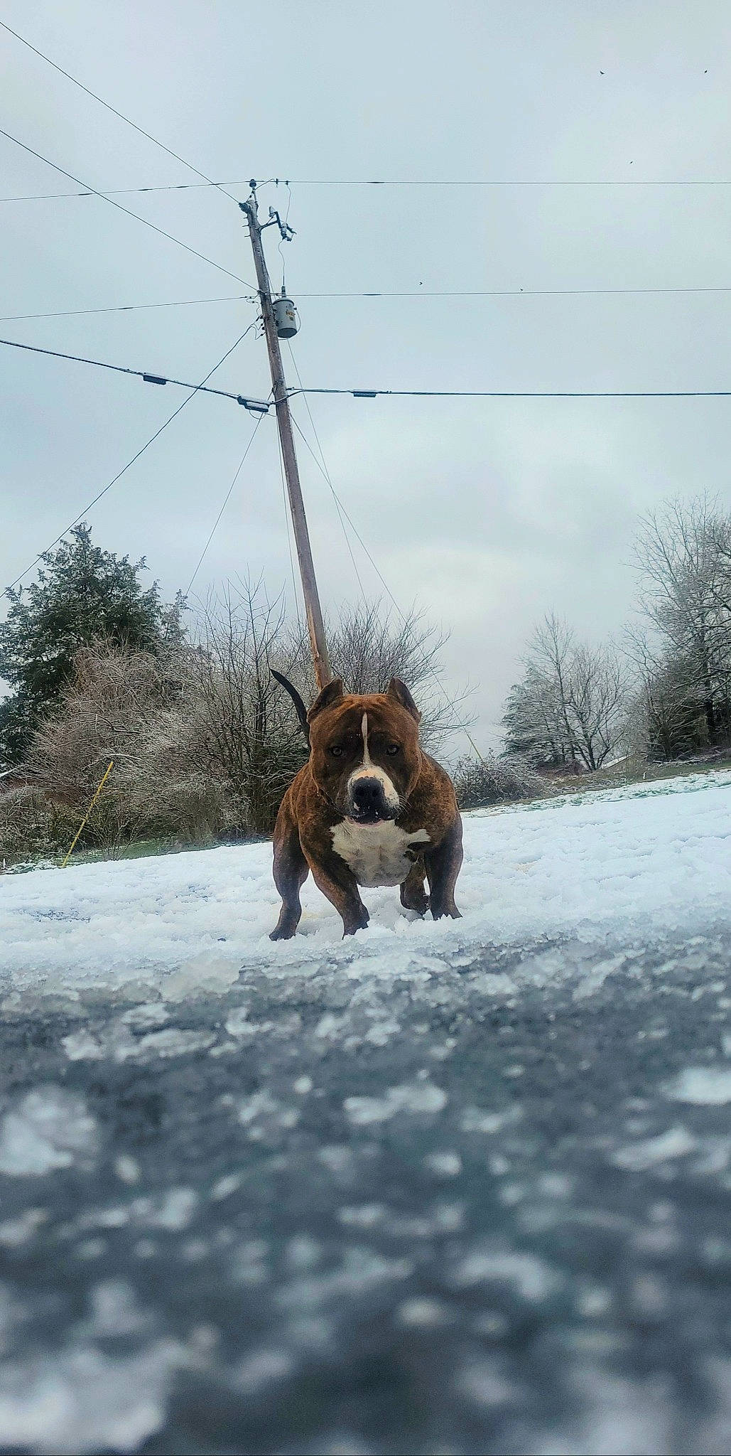 Flex is registered to the contest to win money with this photo: cloud, dog_breed, fawn, freezing, landscape, leash, livestock, overhead_power_line, plant, road, road_surface, sky, snow, sporting_group, tail, terrestrial_animal, tree, wildlife, winter, working_animal