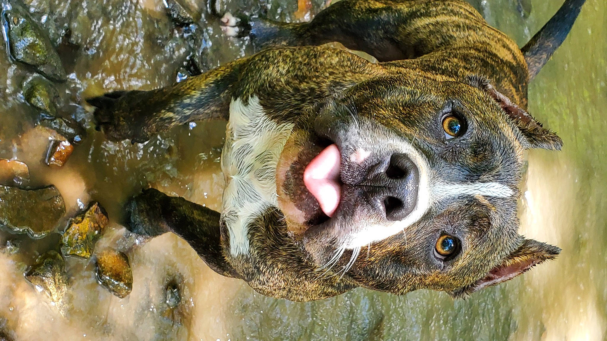 Flex joined the competition — help win amazing prizes! carnivore, close_up, dog_breed, fawn, fur, grass, marsupial, organism, snout, sporting_group, terrestrial_animal, toad, water, whiskers, wildlife