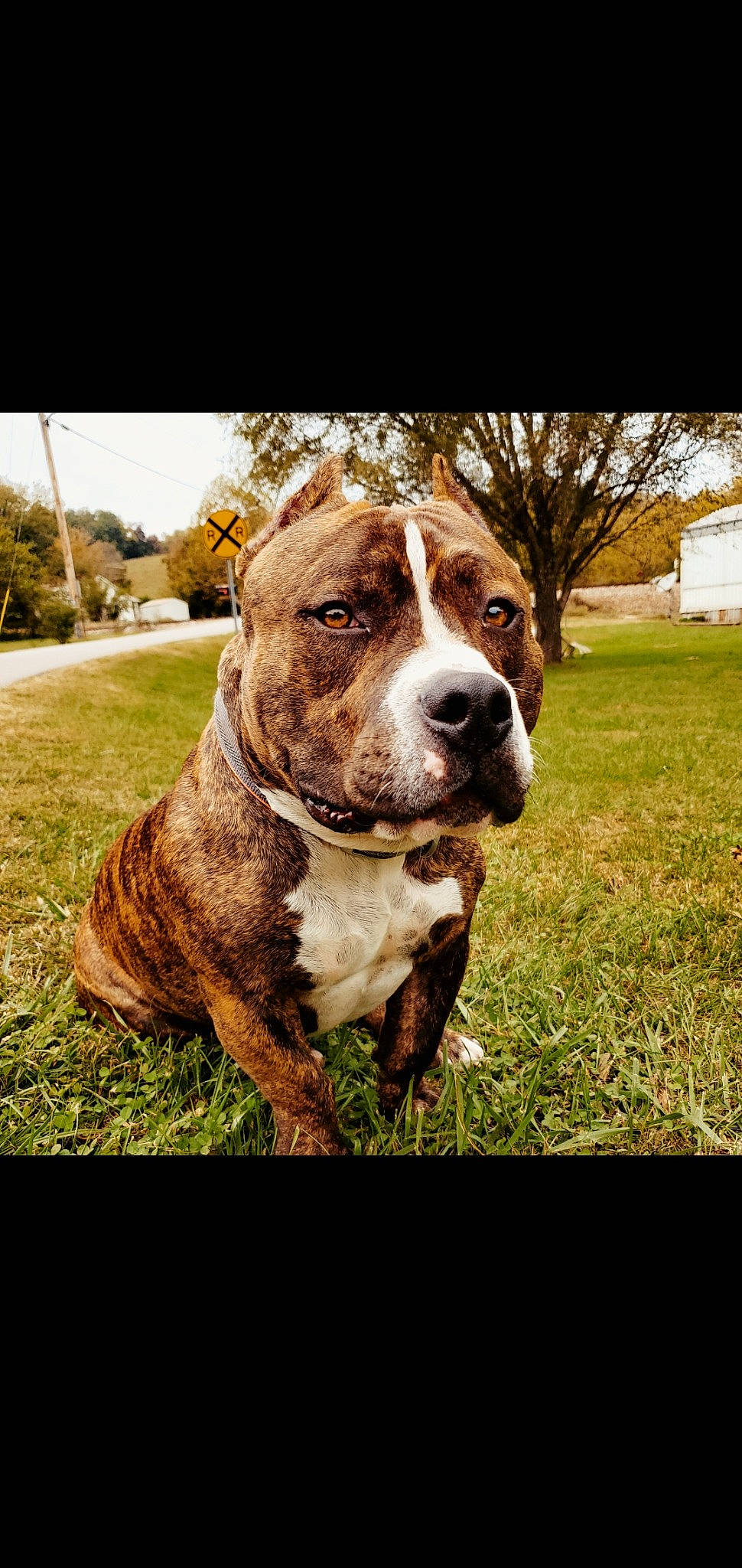 Flex joined the competition — help win amazing prizes! canidae, carnivore, companion_dog, dog, dog_breed, dog_collar, fawn, grass, liver, molosser, non_sporting_group, plant, sky, snout, sporting_group, tree, whiskers, window, working_animal, working_dog