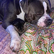Blue participe au concours pour gagner de l'argent avec cette photo : dog, kitten, sleeping, snuggling, blanket, patterned_blanket, paw, fur, pet, animal, cozy, indoors, resting, cute, companion, friendship, closeup, domestic_animal, relaxation, peaceful