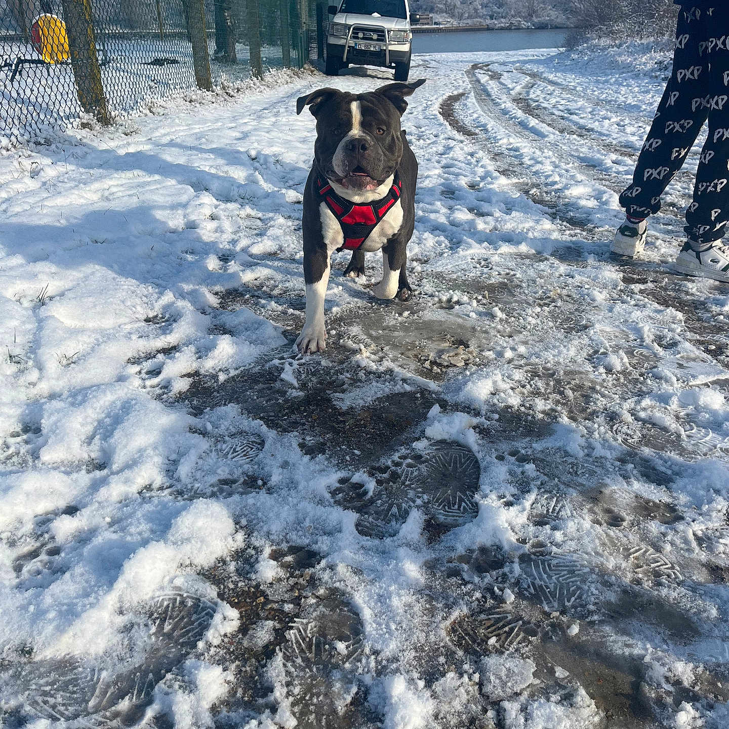 Blue participe au concours pour gagner de l'argent avec cette photo : animal, daytime, dog, fence, footprints, harness, lake, nature, outdoor, pants, path, person, sky, sneakers, snow, tire_tracks, trees, vehicle, walking, winter