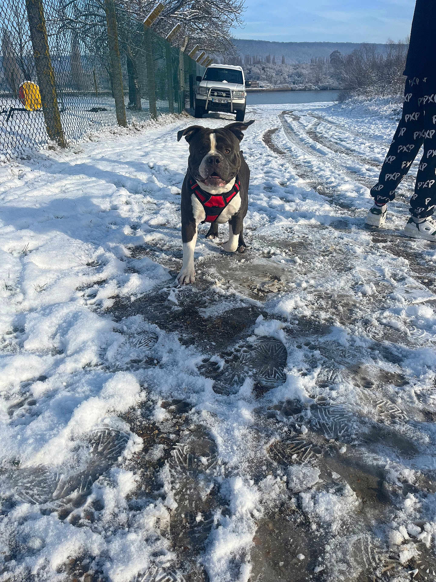 Blue participe au concours pour gagner de l'argent avec cette photo : dog, snow, footprints, tire_tracks, vehicle, fence, trees, person, pants, sneakers, winter, outdoor, path, harness, lake, sky, daytime, nature, walking, animal