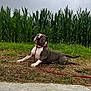 Blue participe au concours pour gagner de l'argent avec cette photo : dog, leash, grass, outdoor, playful, canine, pet, nature, greenery, sky, cloudy, animal, field, collar, muzzle, fur, tongue, ears, snout, tail