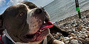 Blue a rejoint le concours — aidez-le/la à gagner de superbes lots ! dog, beach, rocks, sea, sky, clouds, tongue_out, harness, outdoor, sunny, pet, canine, water, fishing_rod, relaxing, summer, nature, animal, paw, closeup