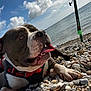 dog, beach, rocks, sea, sky, clouds, tongue_out, harness, outdoor, sunny, pet, canine, water, fishing_rod, relaxing, summer, nature, animal, paw, closeup
