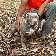 Ocean joined the competition — help win amazing prizes! dog, canine, pet, gray_dog, collar, person, crouching, orange_shirt, green_pants, watch, outdoor, fall_leaves, nature, ground, animal, companion, daylight, curious, forest_floor, friendship