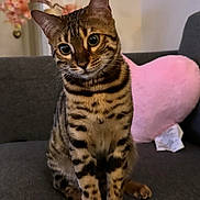 Kiki joined the competition — help win amazing prizes! bengal_cat, big_eyes, cat, close_up, couch, curious, ears, fur, home_decor, indoor, paws, pet, pink_heart_pillow, plush_pillow, portrait, sitting, sofa, striped_fur, tabby, whiskers