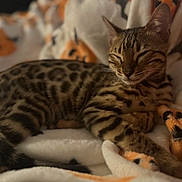 Kiki joined the competition — help win amazing prizes! cat, sleeping, cozy, blanket, spotted, fur, pet, animal, resting, cute, striped, soft, warm, indoor, comfort, relaxation, feline, tabby, closeup, peaceful
