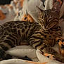 cat, sleeping, cozy, blanket, spotted, fur, pet, animal, resting, cute, striped, soft, warm, indoor, comfort, relaxation, feline, tabby, closeup, peaceful