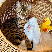 Kiki joined the competition — help win amazing prizes! animal, basket, cat, cozy, cute, domestic_cat, feline, fluffy_blanket, green_eyes, indoor, mammal, pet, plush_toy, relaxed, resting, soft_toys, spotted_cat, white_bunny, woven_basket, yellow_duck