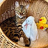 animal, basket, cat, cozy, cute, domestic_cat, feline, fluffy_blanket, green_eyes, indoor, mammal, pet, plush_toy, relaxed, resting, soft_toys, spotted_cat, white_bunny, woven_basket, yellow_duck