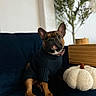 animal, autumn, black, blurry_background, brown, comfortable, couch, cozy, cute, decoration, dog, french_bulldog, indoor, pet, plant, portrait, pumpkin, sitting, sweater, wooden_box
