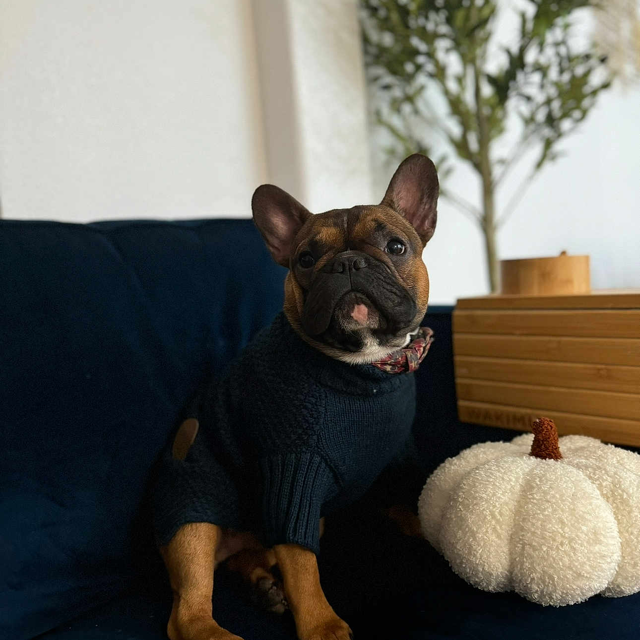 Ollie is registered to the contest to win money with this photo: animal, autumn, black, blurry_background, brown, comfortable, couch, cozy, cute, decoration, dog, french_bulldog, indoor, pet, plant, portrait, pumpkin, sitting, sweater, wooden_box