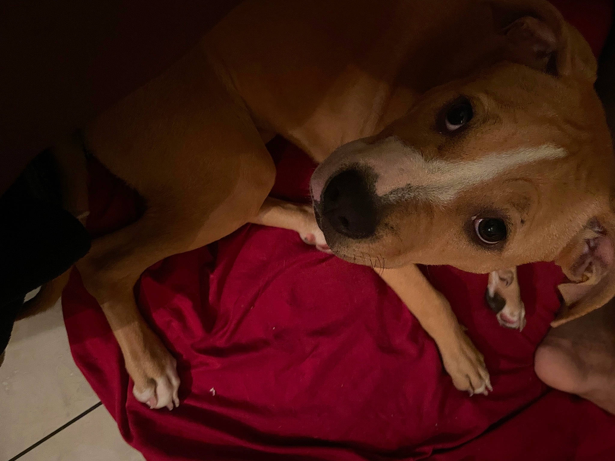 Suga is registered to the contest to win money with this photo: canidae, carnivore, comfort, companion_dog, dog, dog_breed, ear, fawn, flooring, fur, human_leg, jaw, non_sporting_group, snout, sporting_group, whiskers, working_animal